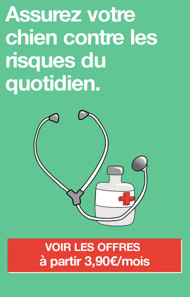 assurance beagle