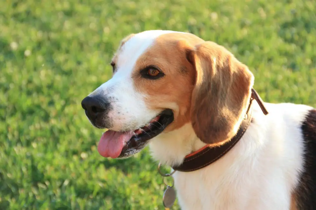 acheter beagle