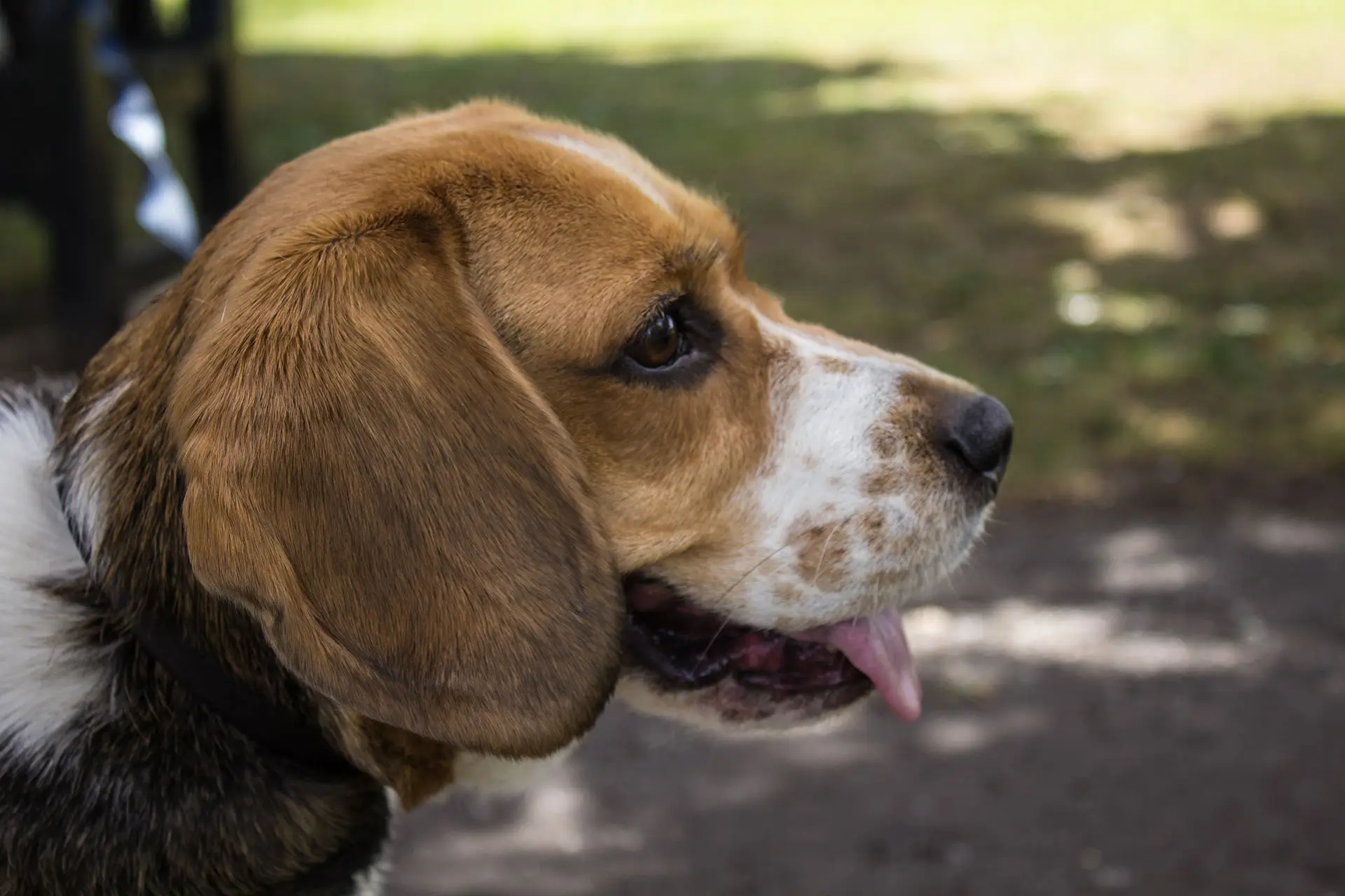 chien beagle adulte