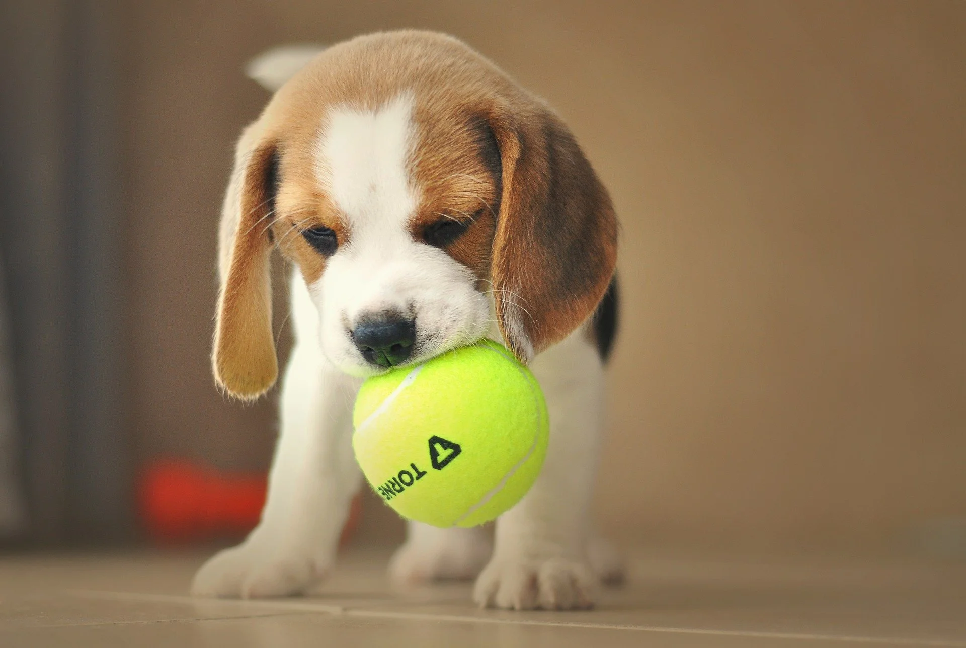 beagle en appartement