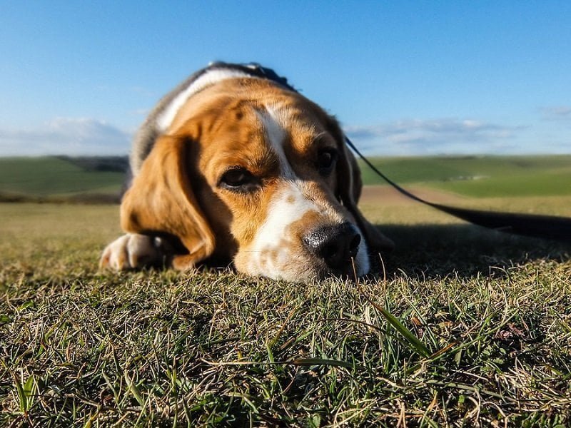 Image chien beagle sur l'herbe
