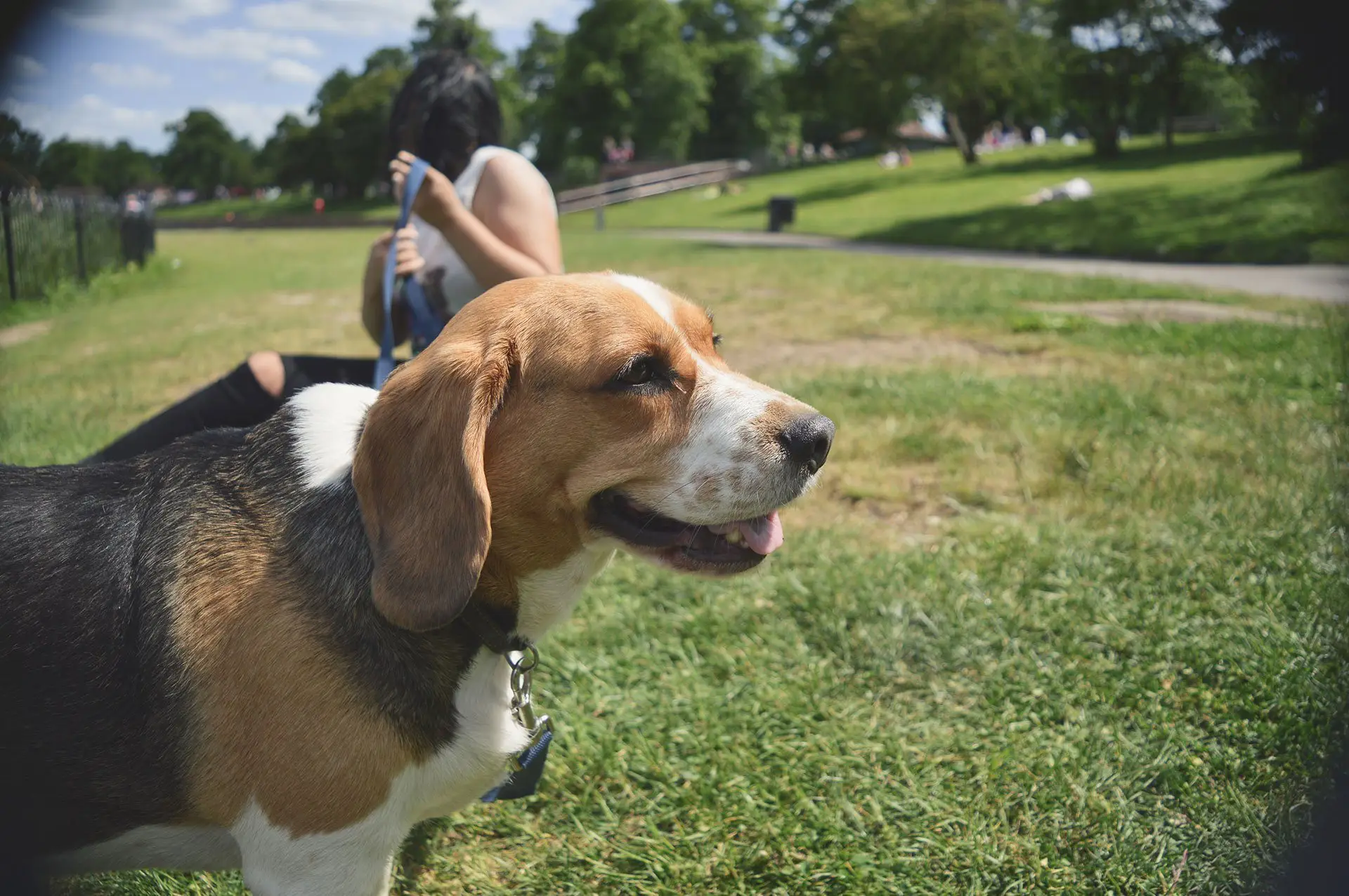 beagle malade