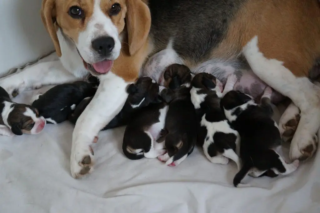 Adopter chiot beagle spa