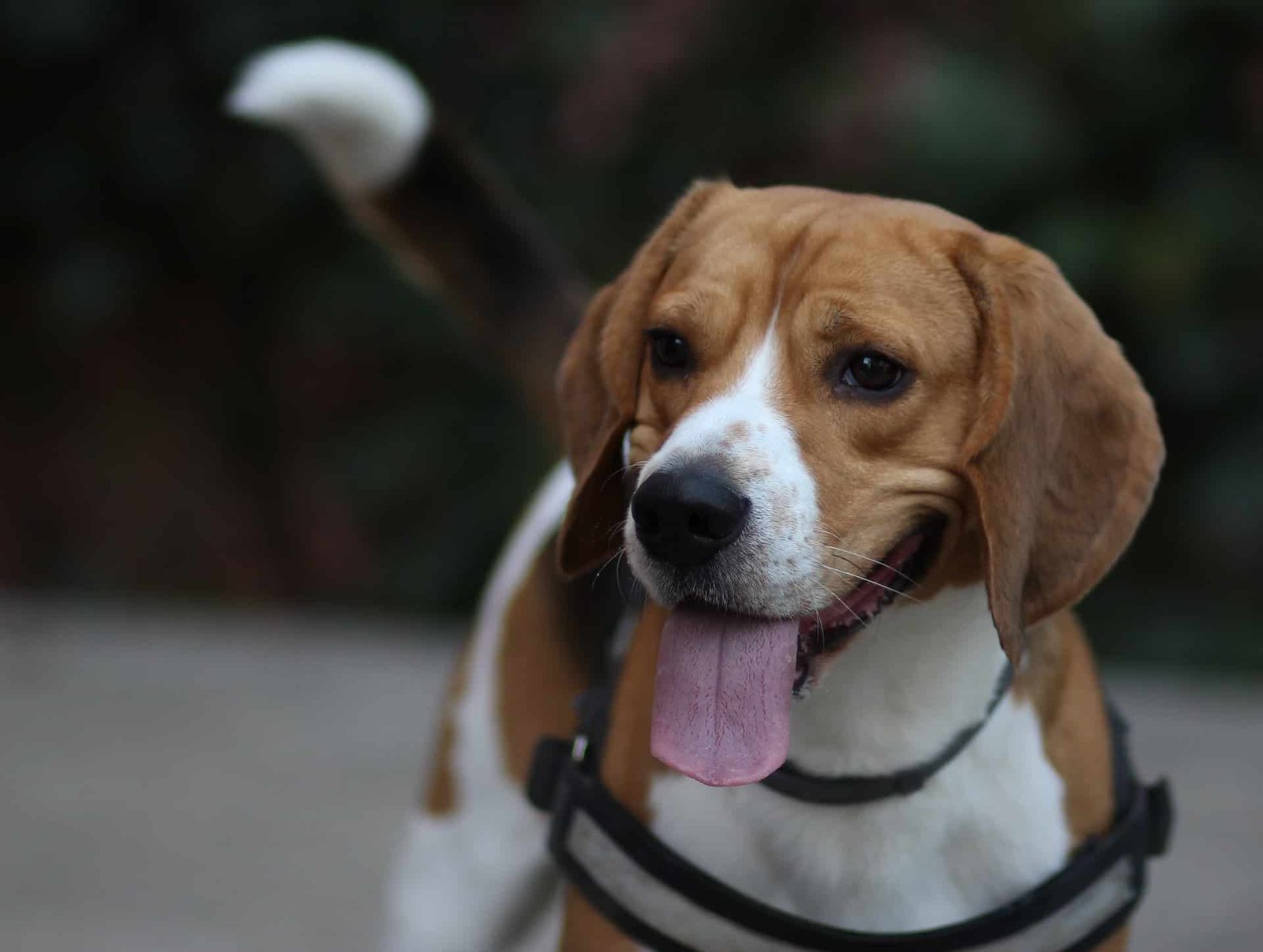 adopter beagle spa