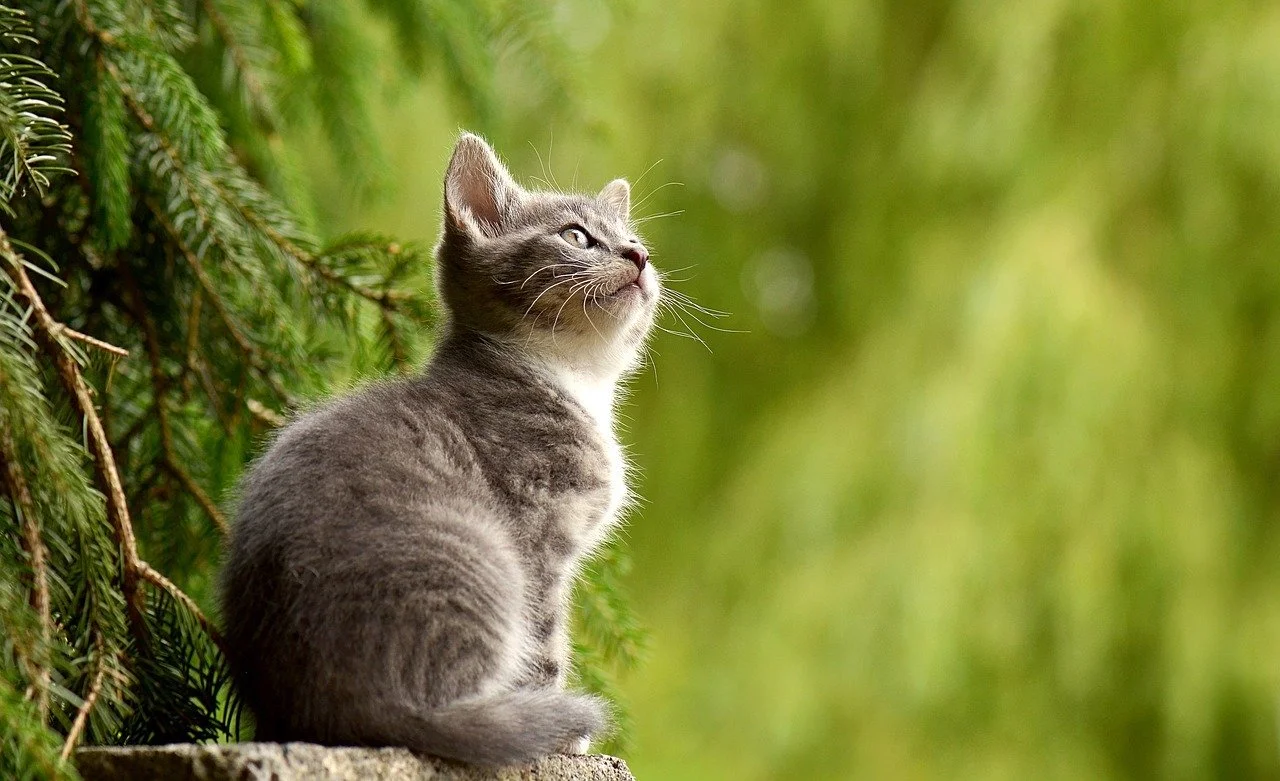 beagle et chat
