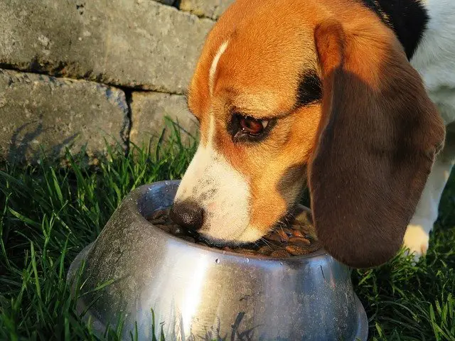 chien-qui-mange