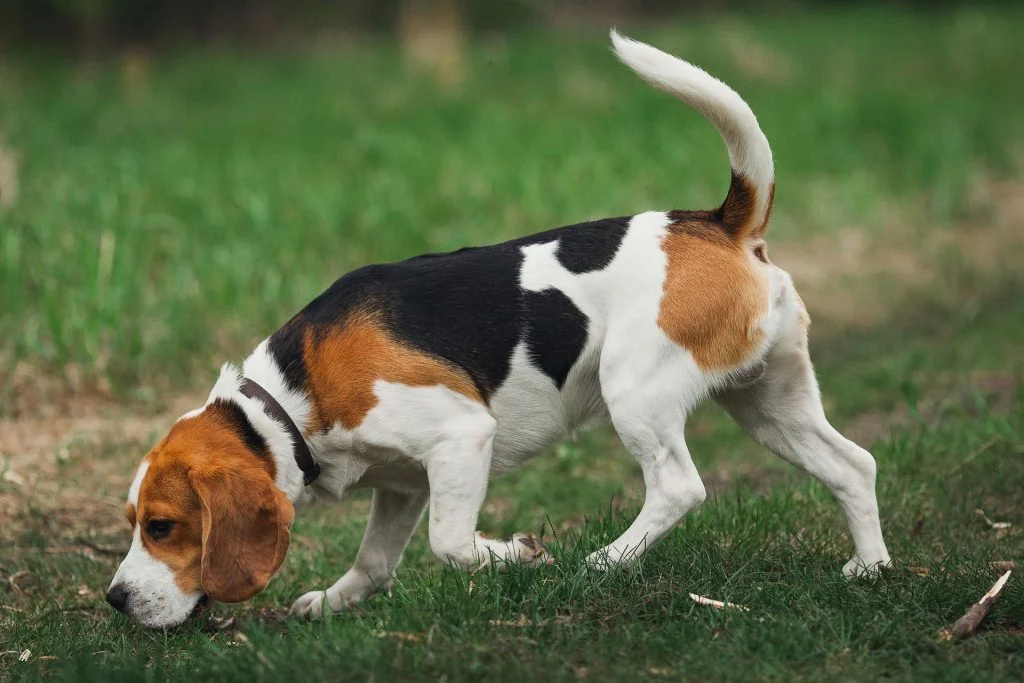 dresser beagle chasse