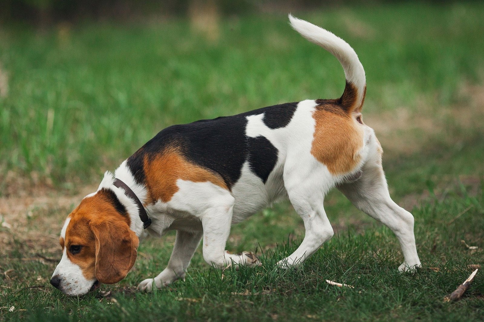 Dresser son Beagle pour la chasse Mes conseils et astuces Dresser son Beagle pour la chasse Mes conseils et astuces