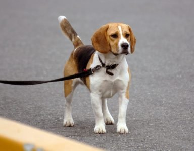chien beagle