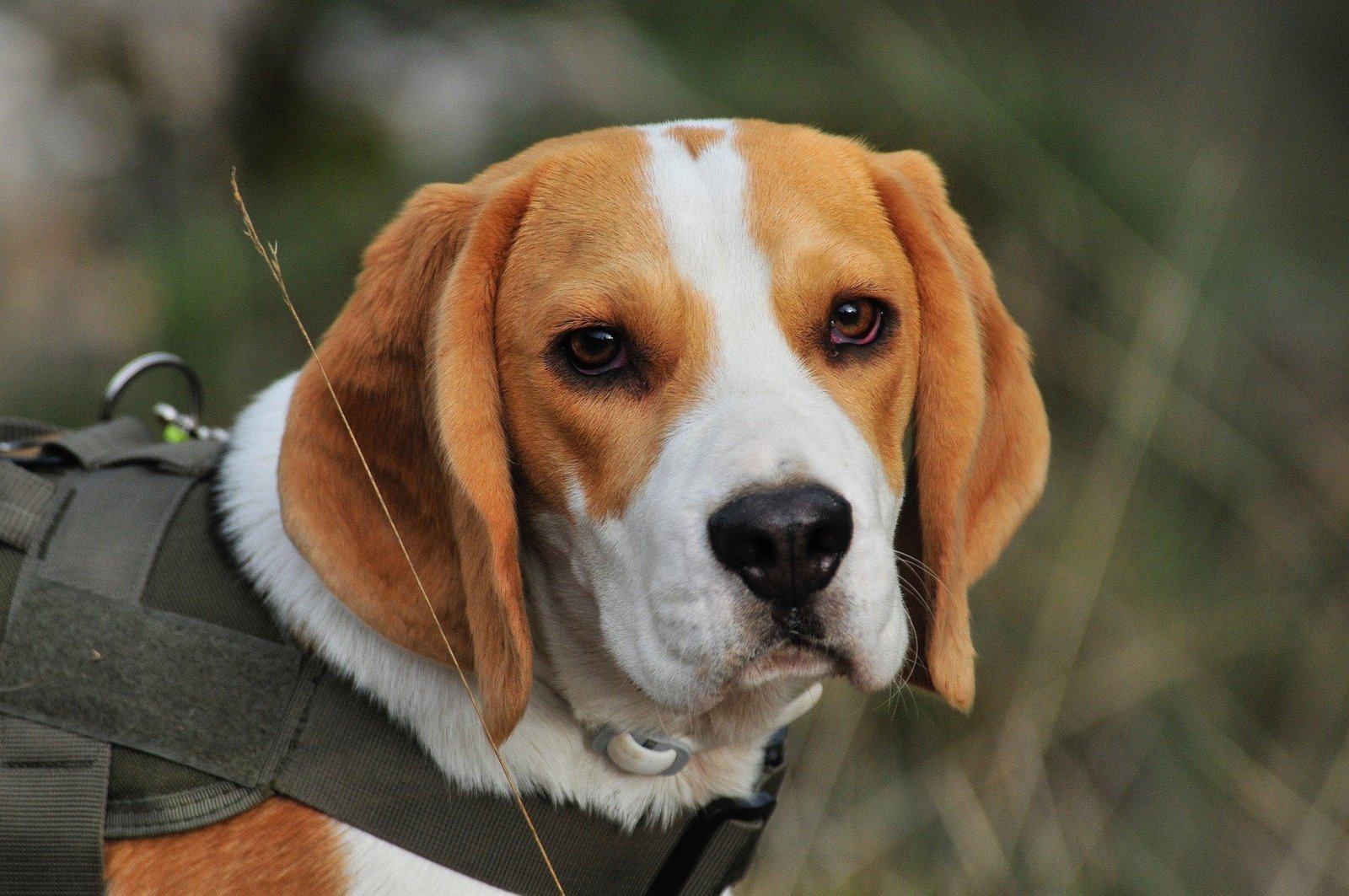 chien beagle
