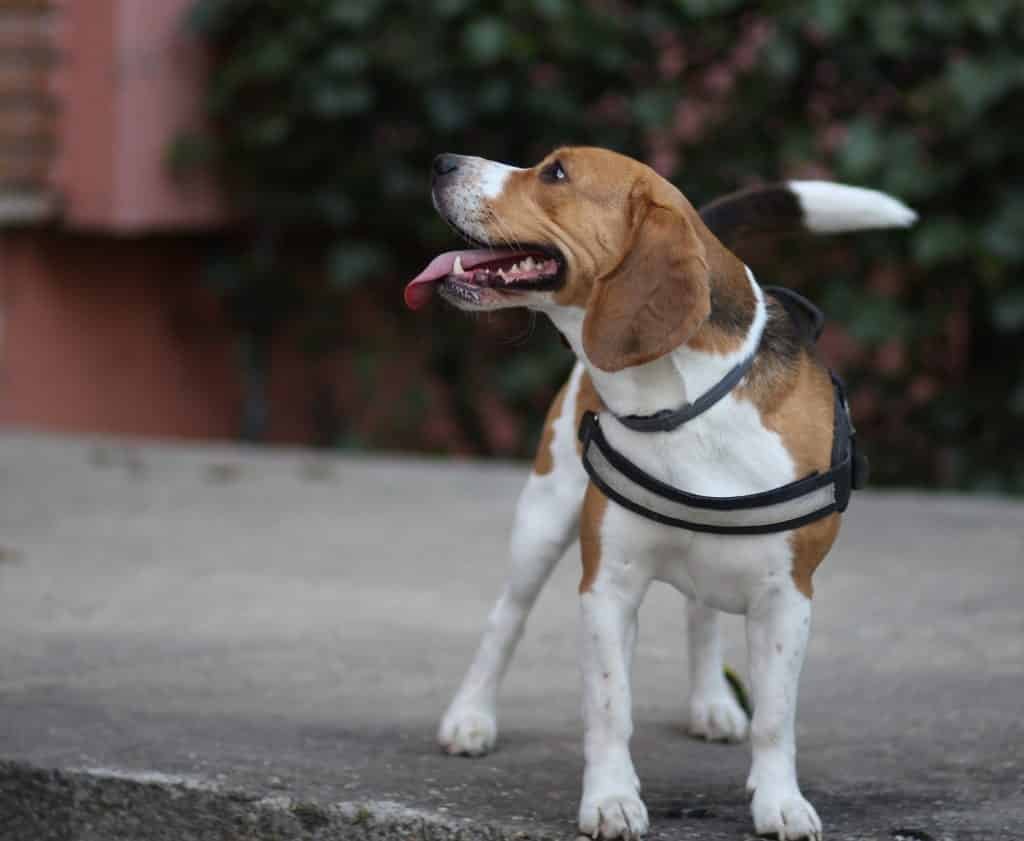 voyager avec un beagle