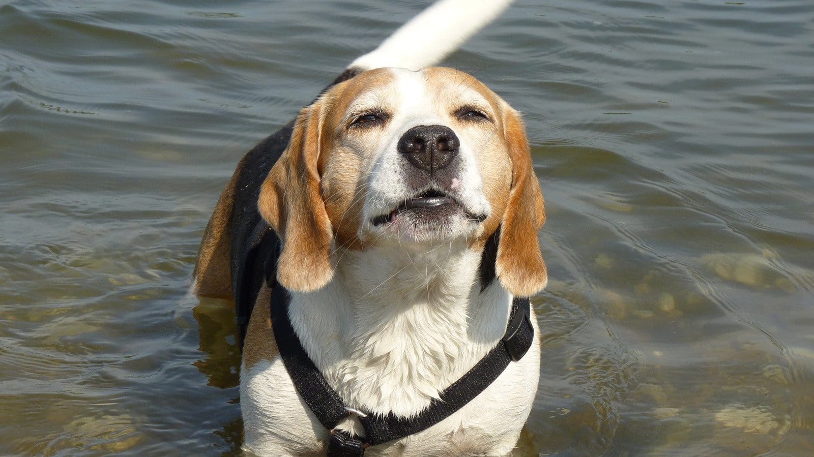 adopter beagle