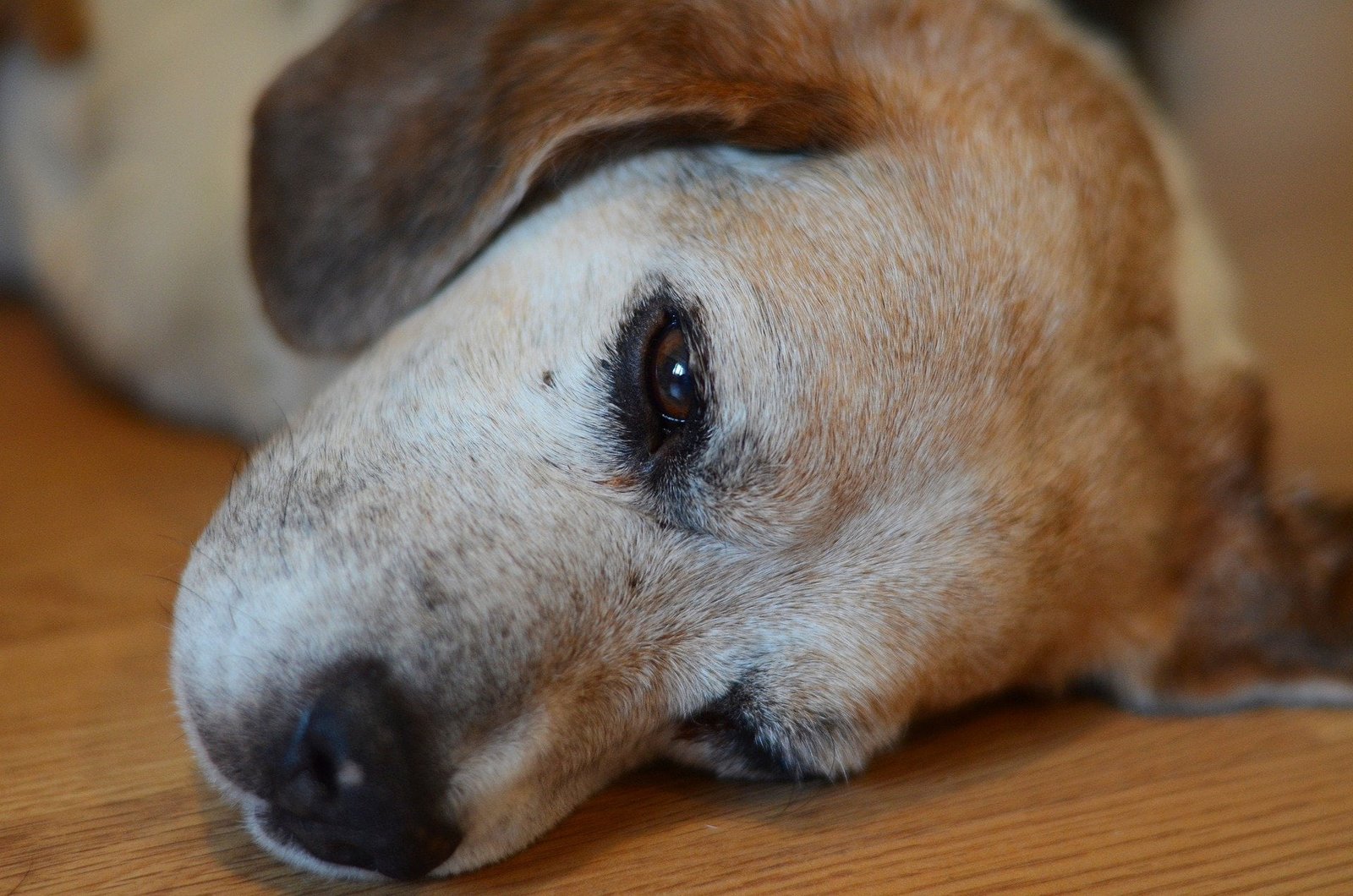 beagle boite