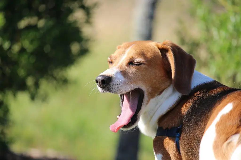 beagle qui tousse