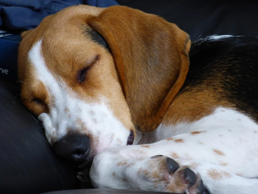 calmer un beagle