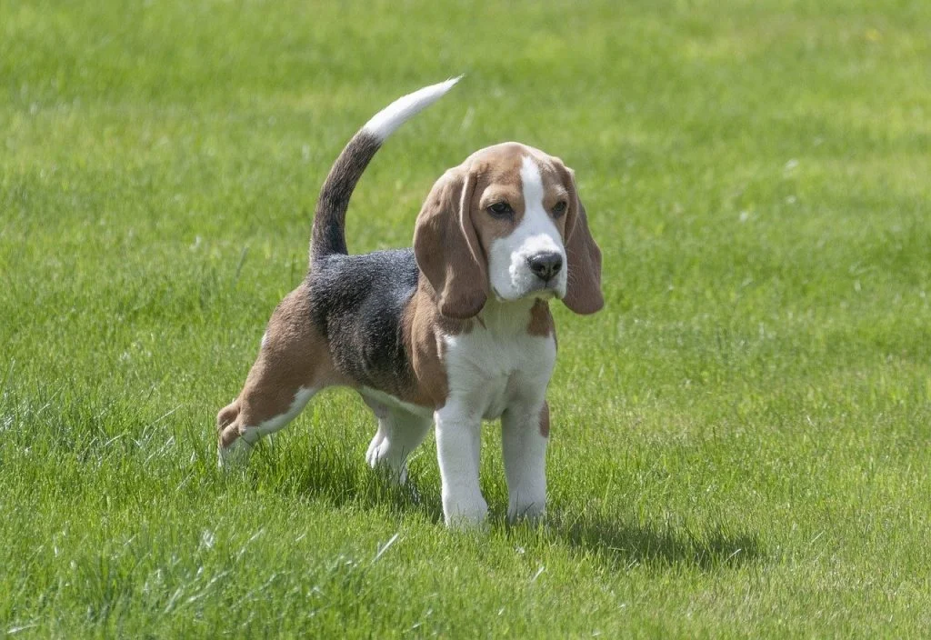 dresser chiot beagle