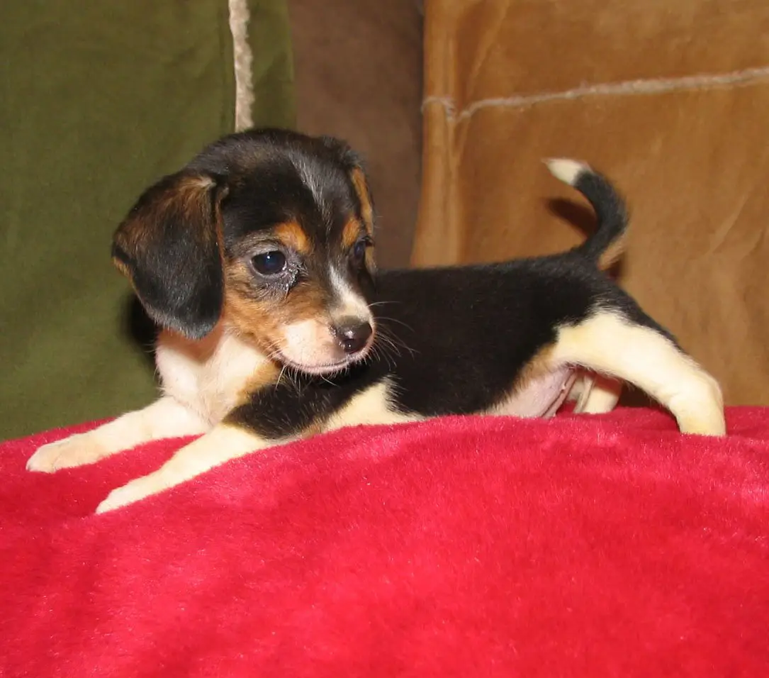 Beagle Élisabeth