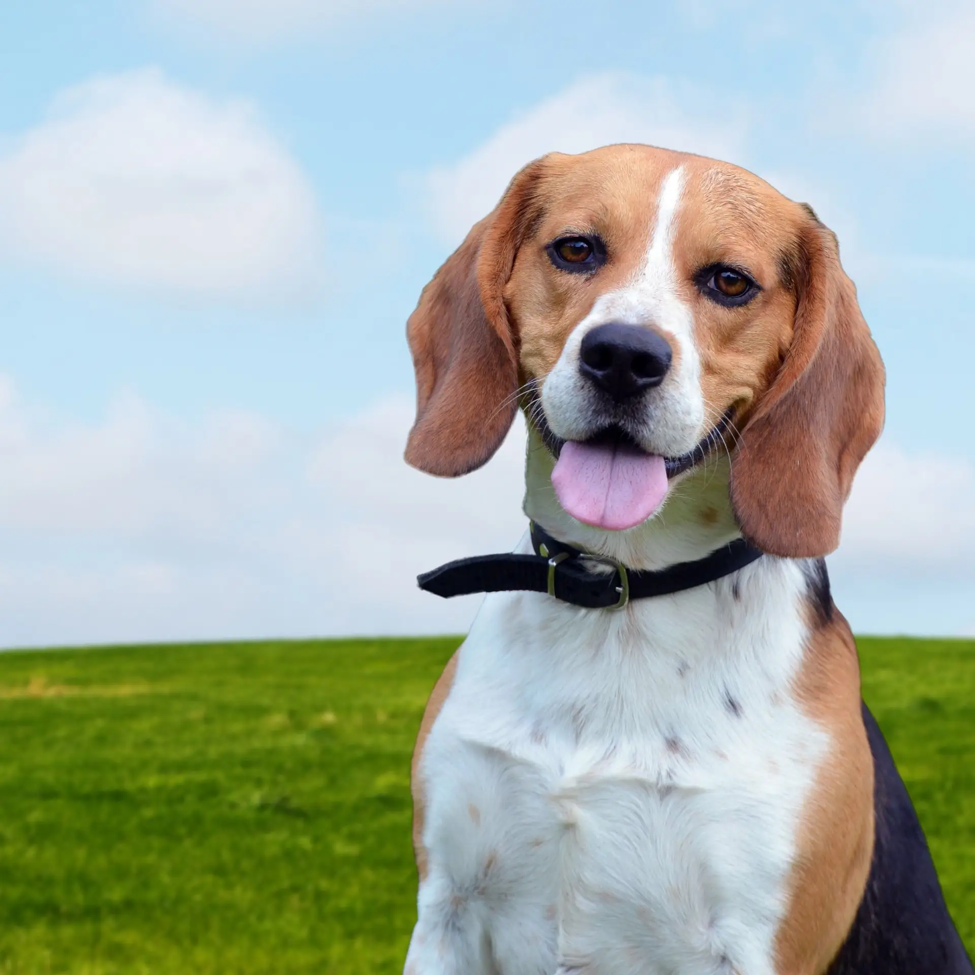 beagle à donner